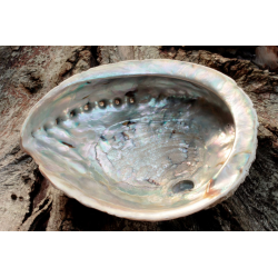 Abalone-schelp