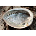 Abalone-schelp